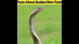 Top three facts about Snakes | New Fact | Facts | Shorts | Shorts Facts