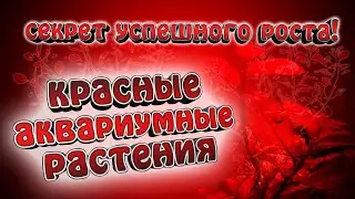 Красные аквариумные растения. Что нужно для успешного роста?