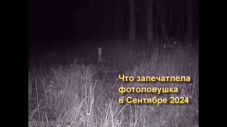Снято на фотоловушку в Сентябре 2024