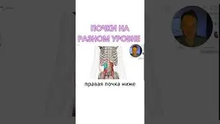 ПОЧЕМУ ПРАВАЯ ПОЧКА НИЖЕ?? #биологияегэ #анатомиячеловека #анатомия #анатомиявыделительнойсистемы