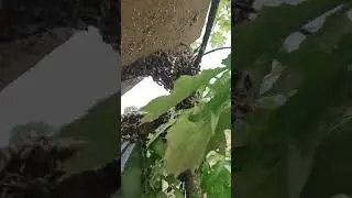 ПЧЁЛЫ РОЙ