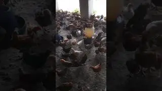 rooster crowing sound effect - sound of rooster crowing