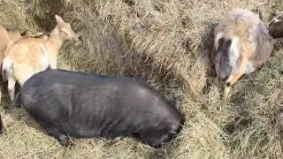 How to properly slaughter a goat so that the meat doesn't smell.