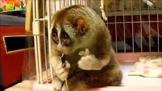 Slow Loris eating a Rice Ball