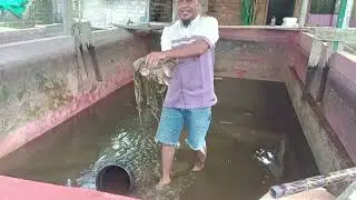 Panen Ikan Gurame di Kolam Semen #fishing #mancing