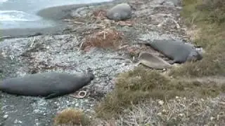 Elephant Seals - California