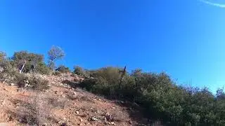 Chasse au Maroc : Jolie arrêt de mon Epagneul sur perdrix gambra