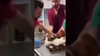 Funny Cat Video