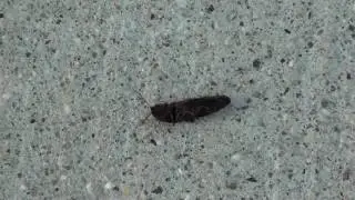 Click Beetle (Elateridae) Flipping