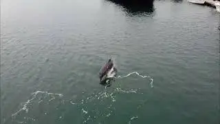 Strangford Dolphins