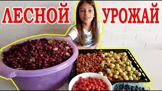 1 сентября 2019 воскресенье, собираем лесной урожай с.Васильевка, заготовка на зиму.