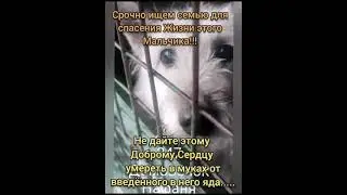 домовенку Нафане нужен дом