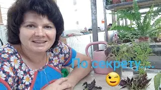 Как сохранить зимой колеусы и нарастить пышные роскошные кустики?