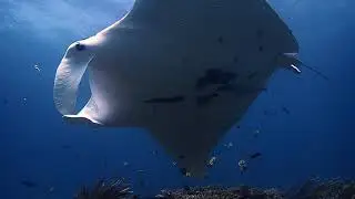 Raja Ampat #2