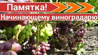 Памятка для начинающих виноградарей