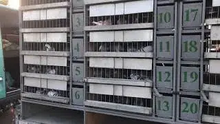 Погрузка голубів Стрий 11.08.2017(Молоді 1 льот)
