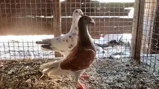 Some New PIGEONS! What are they???