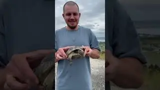 Черепашка Леонардо🐸