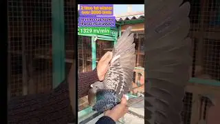 2 time 1st place over 2000 birds #shorts #viral #ytshorts #pigeon #palomas #pigeonlove