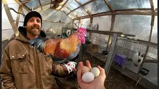 The Ultimate Winter Chicken/Rabbit Housing
