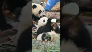 Wherever There Is Bottled Milk, There Are Baby Pandas | iPanda 