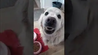 Dog Begging for Food with Disapproving Expression