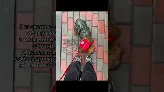 #шортс #shorts #тойпудель #puppy #барбариска #собака #мальтипу #животные #собакилучшелюдей