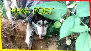 Собака роет яму🤦🏻‍♂️