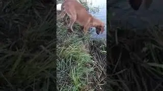 cachorrinho pescador