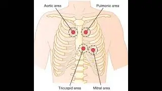 area of heart valve ausculation