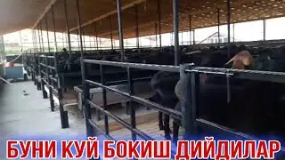 500 КУЙ БОКИШ  Толигини хохлайсизми