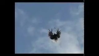 Pigeons Serpasto  (PART 1) / Серпастые Голуби часть 01