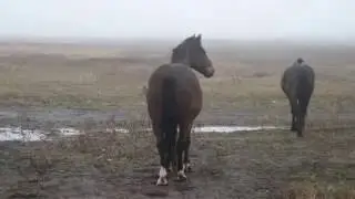 Конный клуб. Туманный ноябрь