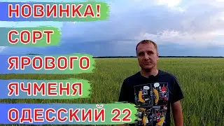 Яровой двурядный ячмень сорт Одесский 22. Ошибки при выращивании ячменя.
