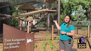 Tree Kangaroos | Down Under Opens May 24th!