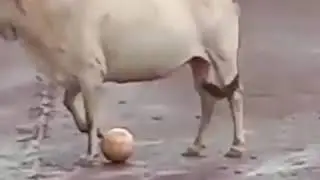 I am a COW but I love playing football