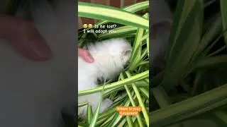 Who is this cat? #birds #cat #adoptme #animal #lost #kitten #catlover #rabbit #mammal #cute