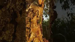 🌳? What is it ?