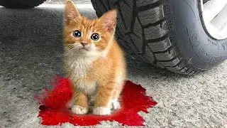 experiment car vs baby cats kitten chicken hen crushing crunchy soft things by car vs baby toys