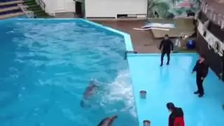 Галустян и дельфины