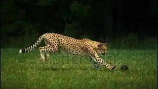 Stunning Footage of Cheetah Trying To Catch Rabbit Super Slow Motion