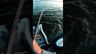 Called the cast on a GIANT #fishing #shorts #giantfish #fyp