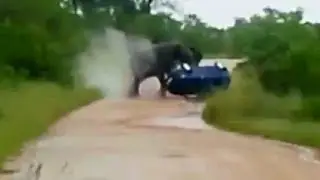Elefantenangriff - Elefant dreht durch bzw. greift Auto an im Krüger-Nationalpark 2014
