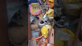 A cachorra está dormindo e amamentando #cachorra #amamentação  #filhotesfofinhos