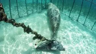 10 Strangest Things Found By Deep Sea Divers