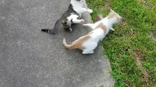 Cats picking on each other
