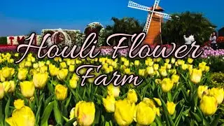 Houli Flower Farm |台中后里景點》中社觀光花市 | DJI Osmo Pocket 1 | Cinematic B roll | Pasyalan sa Taiwan