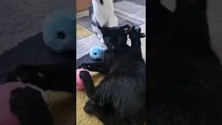 Let's claw                          these fluffy balls up!
