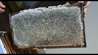 Beekeeping: Finally a Honey Flow.