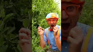 Blippi Visits an Apple Fruit Factory #blippi